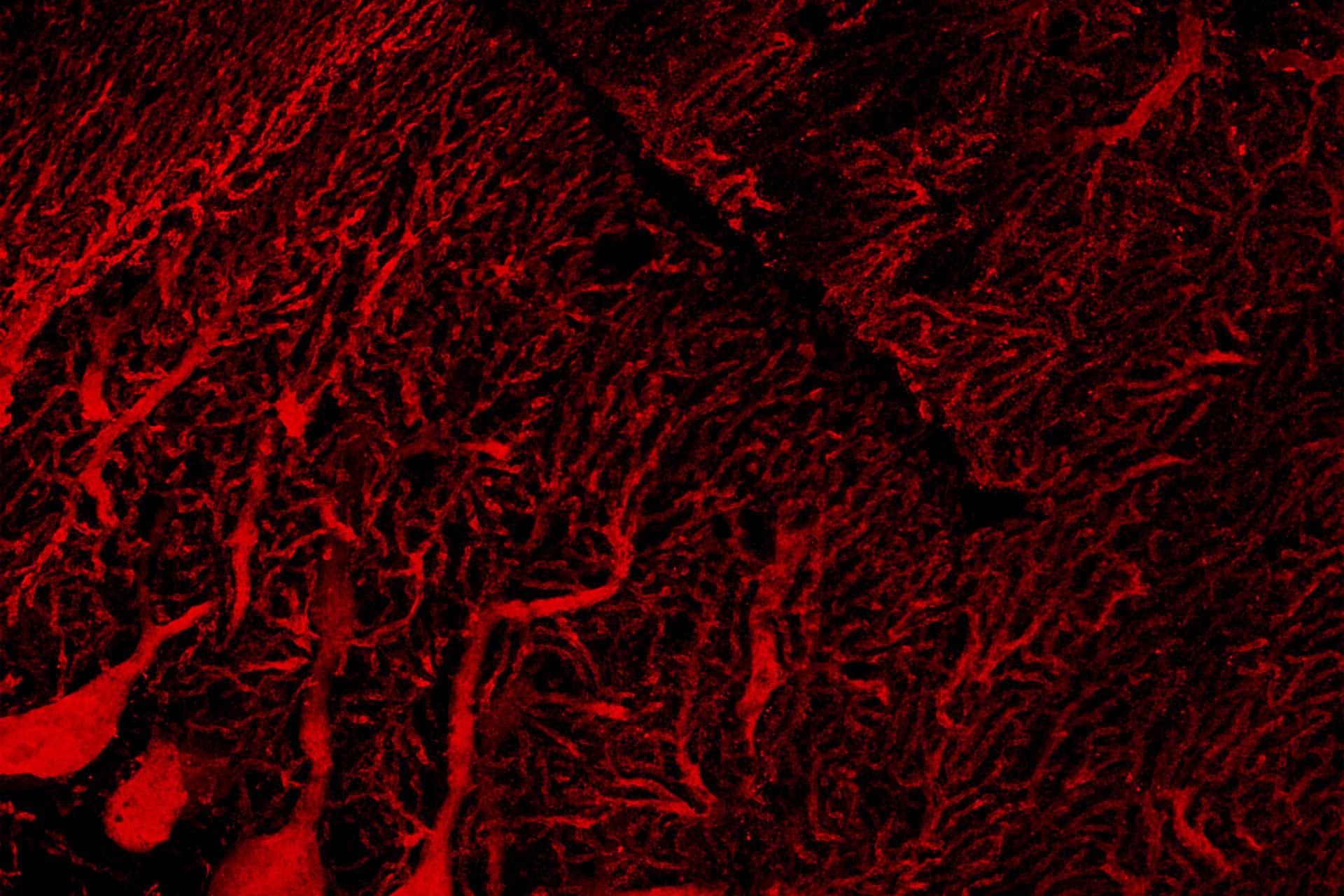 Cerebelo de ratón marcado con anticalbindina (Alexa-568) y anti-GFAP (Alexa-488).