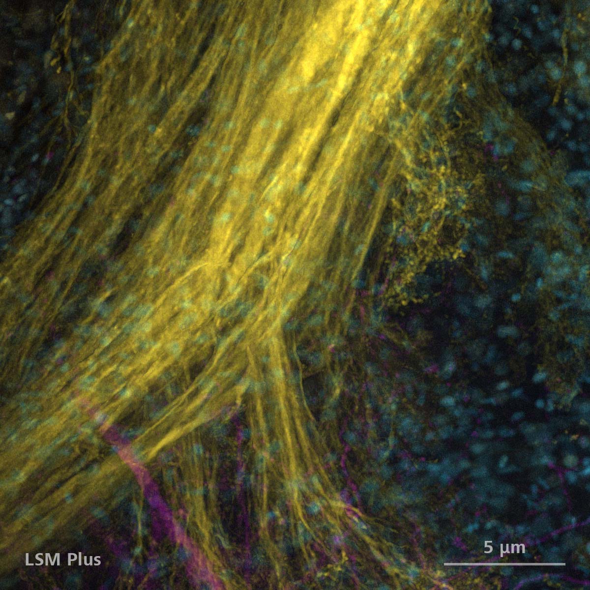 蟑螂脑神经元（Alexa 488：黄色，Alexa 647：品红色）和DNA（Hoechst：青色），使用了LSM Plus。