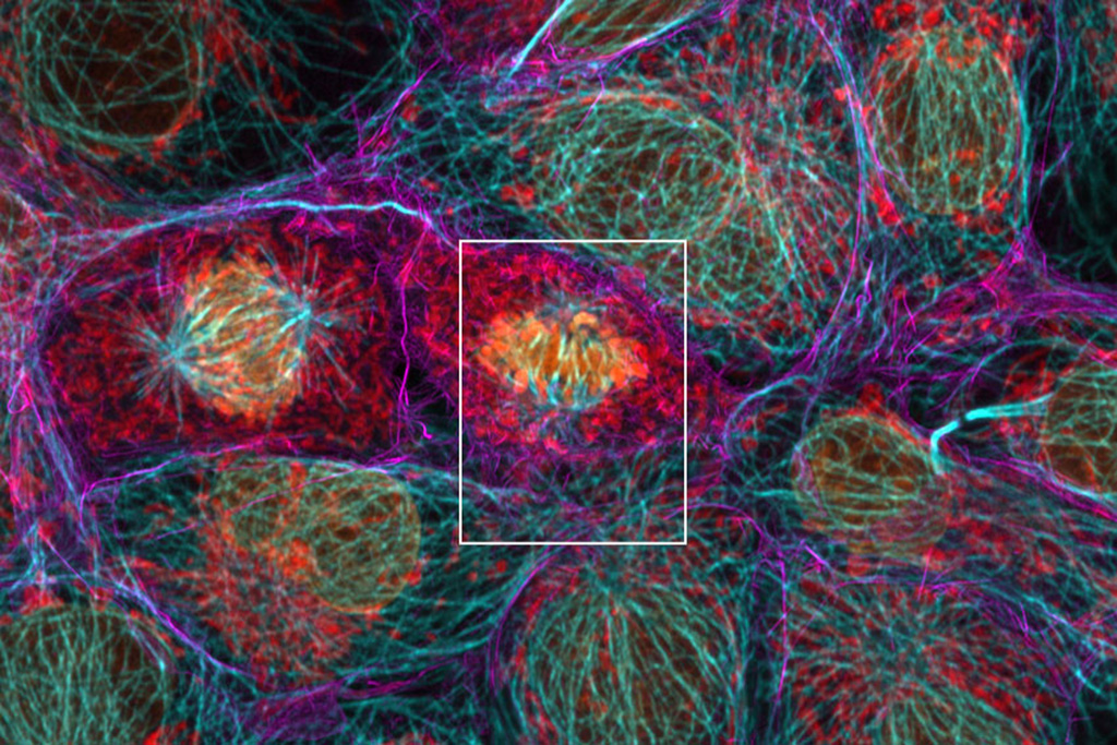 Cellules Cos-7 Anti-TOM20 AF750 (rouge), anti-tubuline AF700 (cyan), actine phalloïdine-OG488 (magenta), DAPI (orange).  Échantillon : avec l'aimable autorisation d'U. Ziegler et J. Doehner, Université de Zurich, ZMB, Suisse.