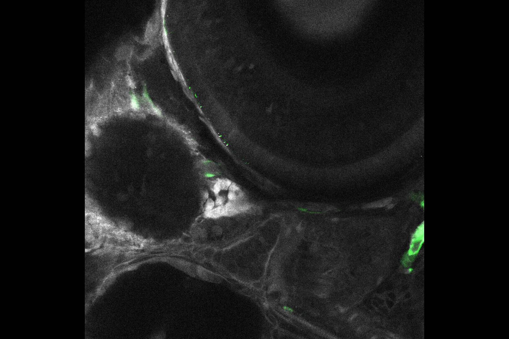 Cerebro de pez cebra y vasculatura ocular (verde) y segunda generación de armónicos (gris) en orientación sagital.