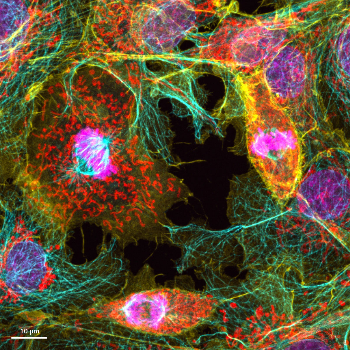 Cellules Cos-7, DAPI (magenta), anti-tubuline Alexa 568 (bleu), actine phalloïdine OG488 (jaune) et Tom20-Alexa 750 (rouge).