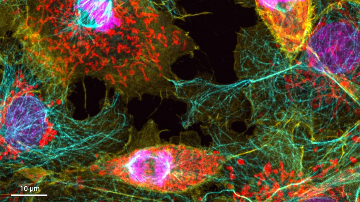 Cellules COS-7, DAPI (magenta), anti-tubuline Alexa 568 (bleu), actine phalloïdine-OG488 (jaune) et Tom20-Alexa 750 (rouge). 