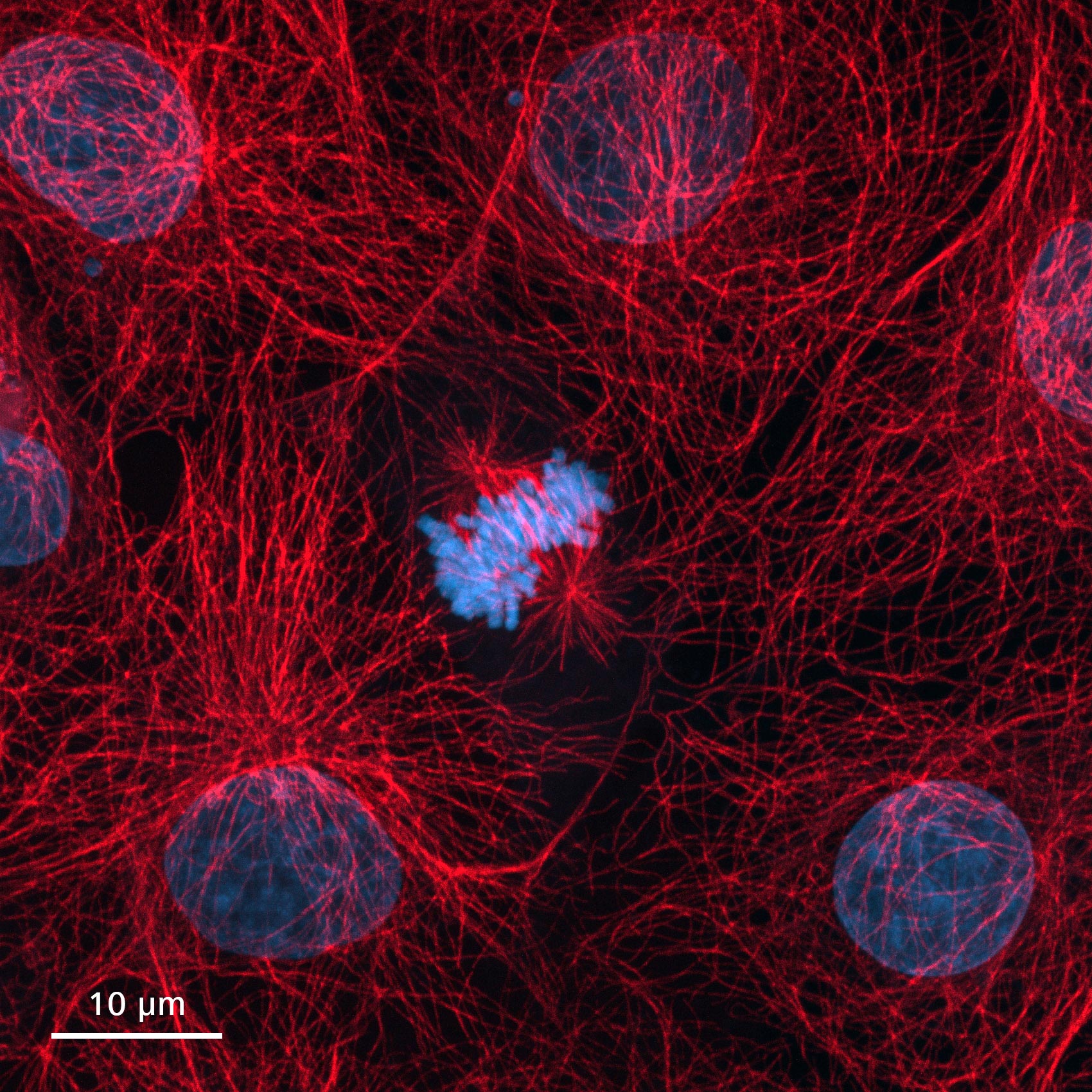 ZEISS Microscopy Software - Unleash the Power of Your Imaging Station
