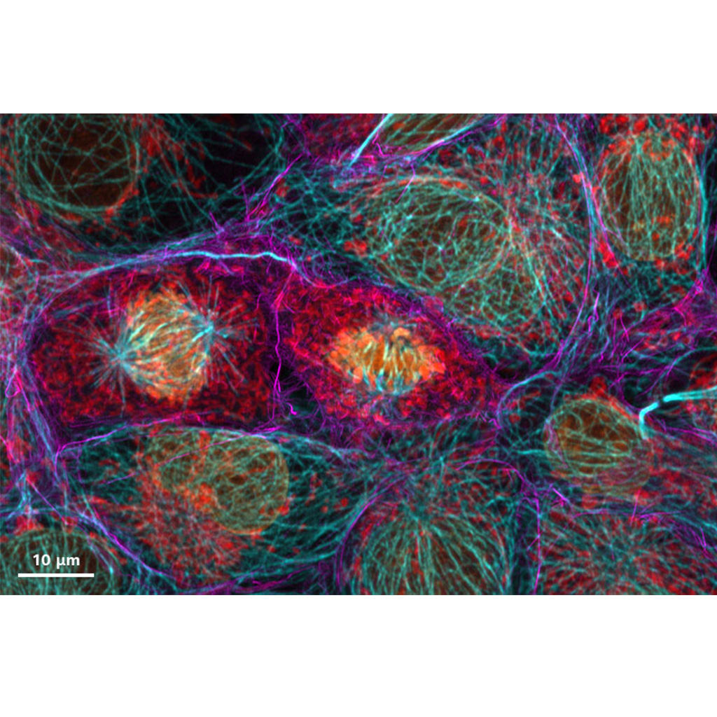 COS-7-Zellen, Aufnahme mit LSM Plus und ZEISS NIR-Detektor im Kanalmodus. Probe mit freundlicher Genehmigung von U. Ziegler und J. Doehner, ZMB, Universität Zürich, Schweiz.