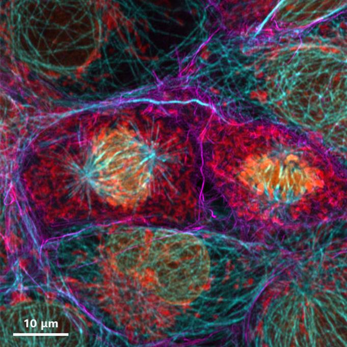 Cos-7 cells imaged with LSM Plus, including the ZEISS NIR detector in channel mode.