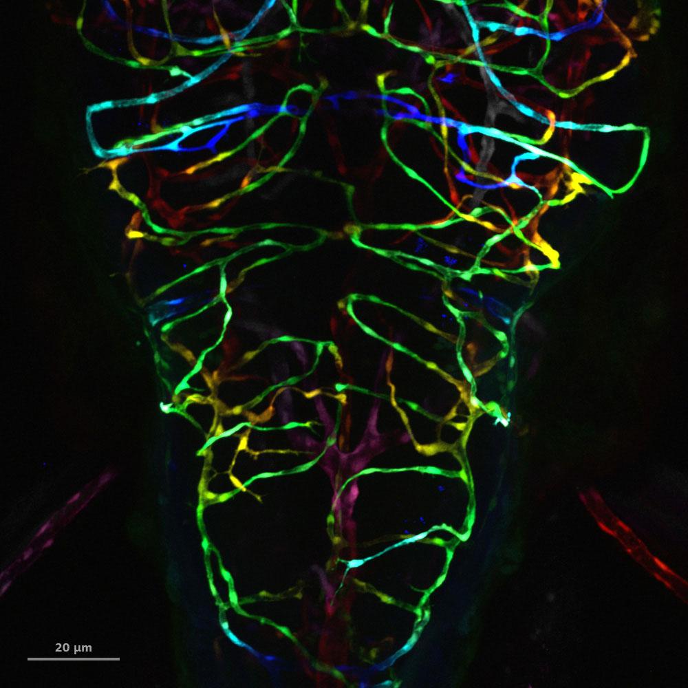 Vascularisation du cerveau postérieur du poisson zèbre. Image acquise par excitation au laser à deux photons à 1000 nm, traitée avec LSM Plus.