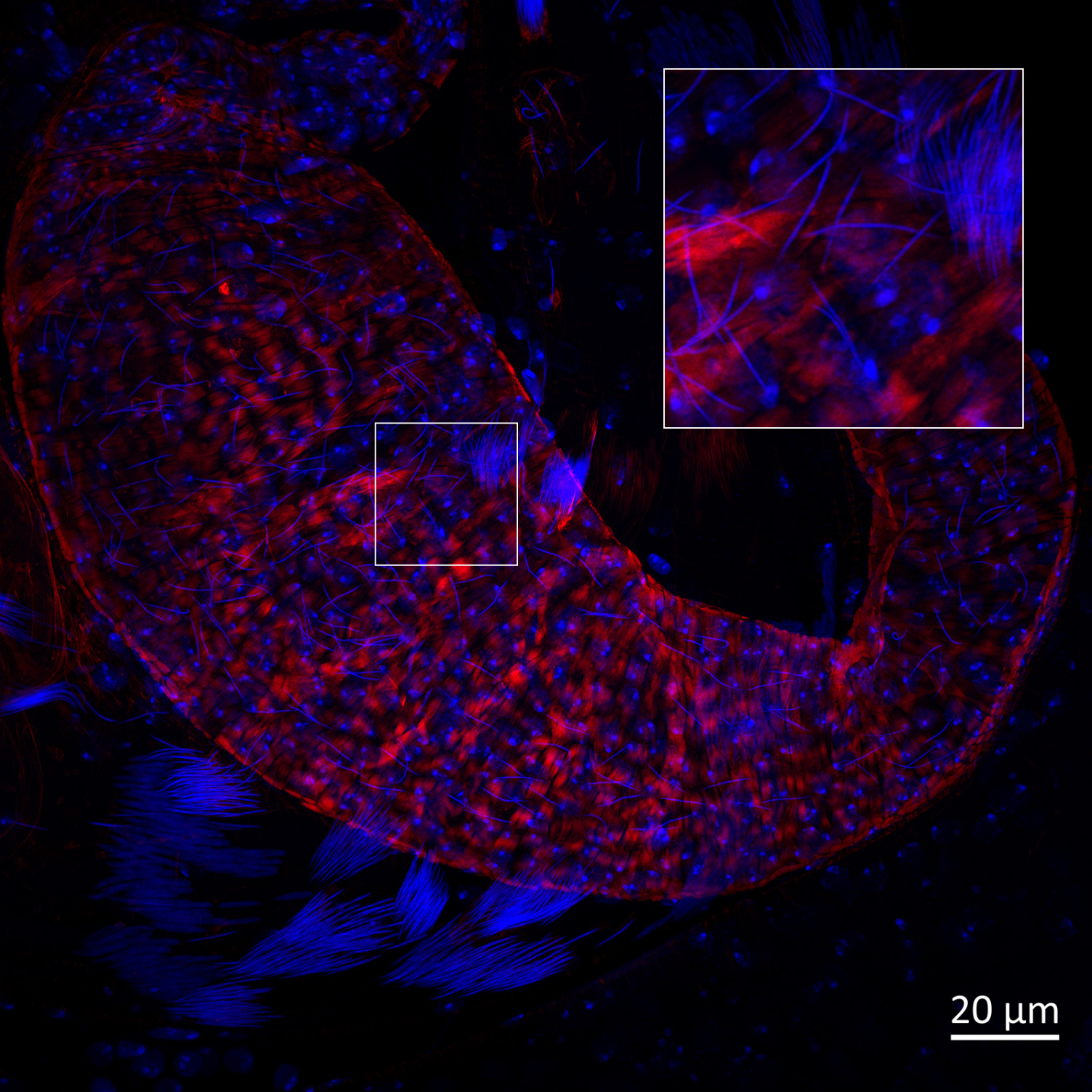 DAPI pour ADN (montrant les noyaux et les spermatozoïdes), F-Actine marquée à la phalloïdine. Projection de l'intensité maximale d'une pile de 54 tranches.