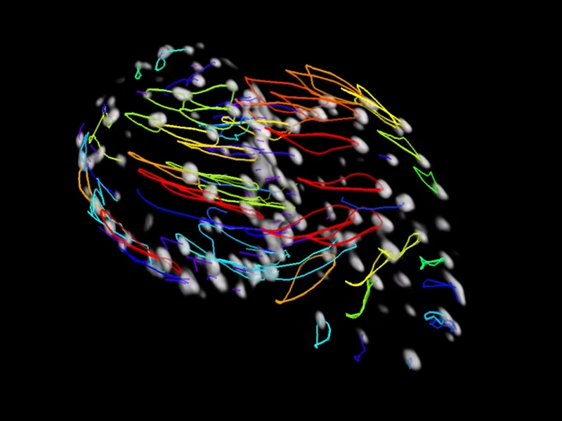 Imagerie volumique instantanée du cœur battant d'un embryon de poisson zèbre. Avec l'aimable autorisation de Stone Elworthy et d'Emily Noël, School of Biosciences, University of Sheffield, Royaume-Uni