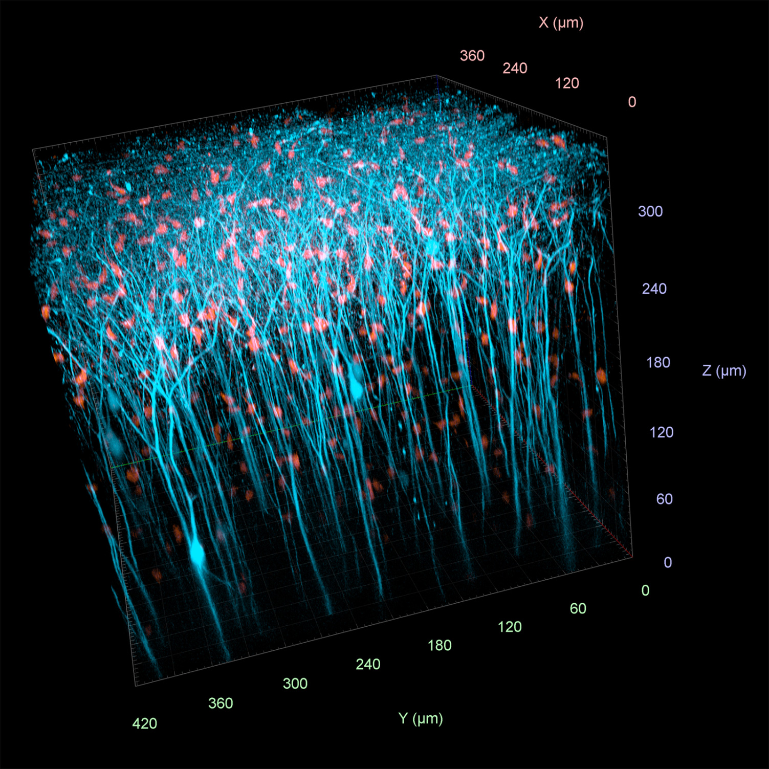 Neurones pyramidaux (YFP-H) et microglies (CxCR3-GFP) imagés dans un cerveau entier de souris. 