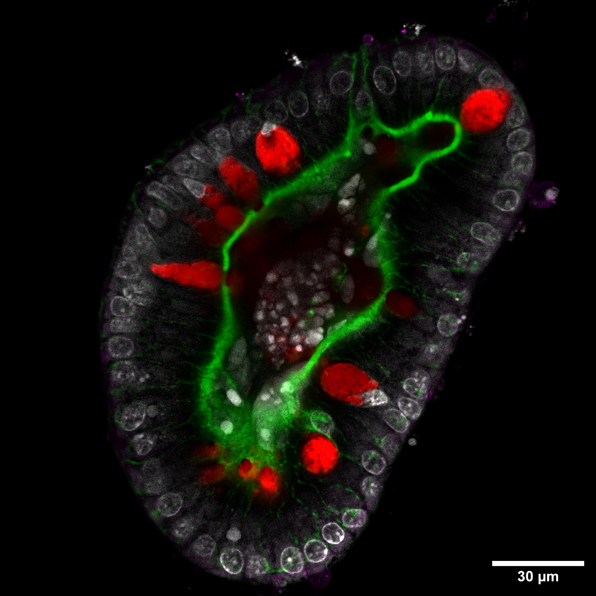 Les cellules sécrétoires de l'intestin grêle produisent des trous dans la bordure en brosse apicale en f-actine. Dapi (blanc) : ADN, phalloïdine (vert) : f-actine, UEA-1 (rouge) : cellules sécrétoires (Paneth, gobelet), COX-1 (violet) : cellule touffue.