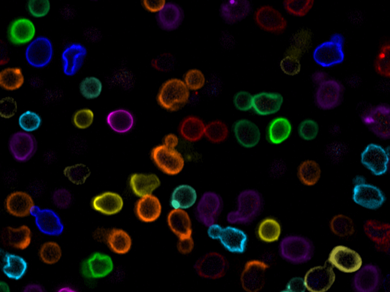 Multiplexage spectral avancé des parois cellulaires de cellules de levure bourgeonnantes. Échantillon fourni avec l'aimable autorisation de Michal Skruzny, ZEISS Microscopy GmbH