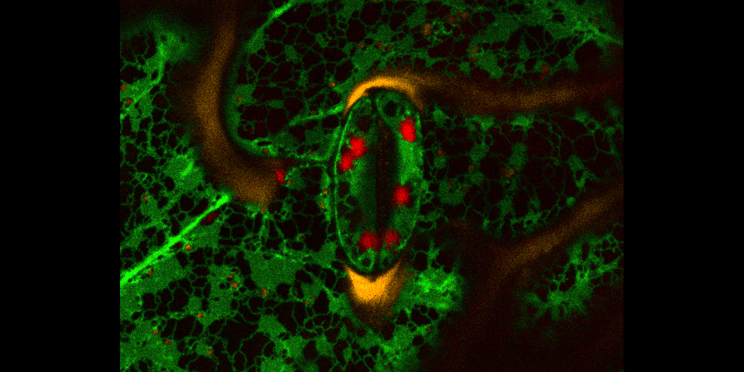 Arabidopsis leaf expressing GFP-HDEL (labeling the endoplasmatic reticulum) and ST-mRFP (labeling Golgi bodies). Simultaneously acquired Lambda stack of 32 spectral channels clearly shows the spectral color range of each pixel. 