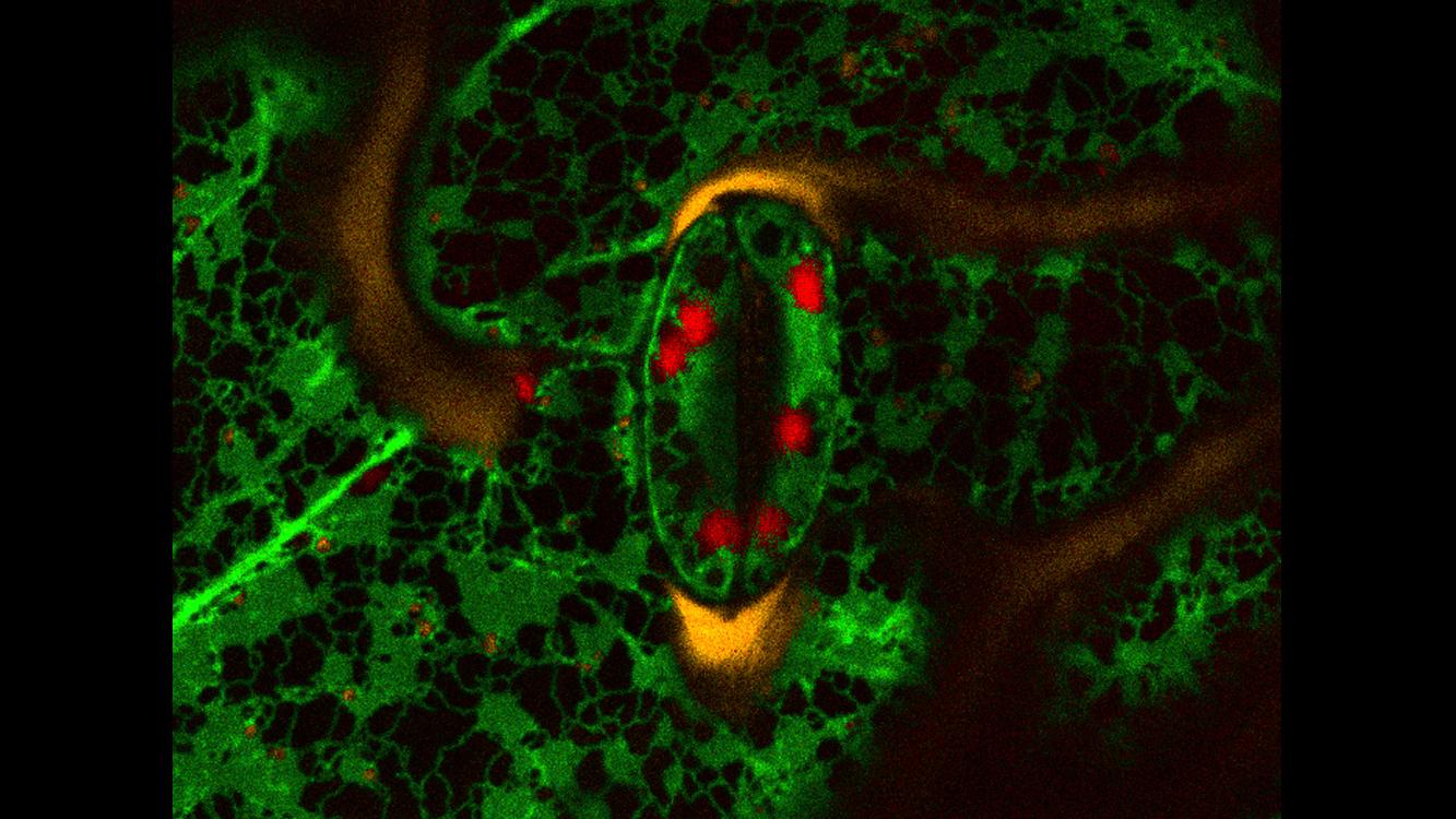 Hoja de Arabidopsis con expresión de GFP-HDEL (que marca el retículo endoplásmico) y ST-mRFP (que marca los cuerpos de Golgi). El lambda stack de 32 canales espectrales adquirido simultáneamente muestra claramente el rango de color espectral de cada píxel. 