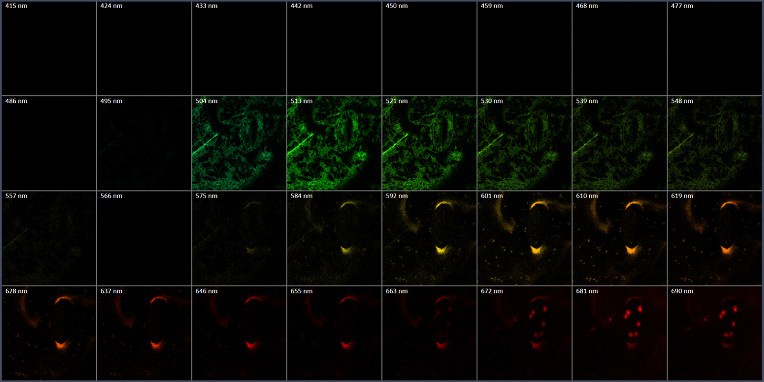 Single channels of the Lambda stack from 411 to 740 nm