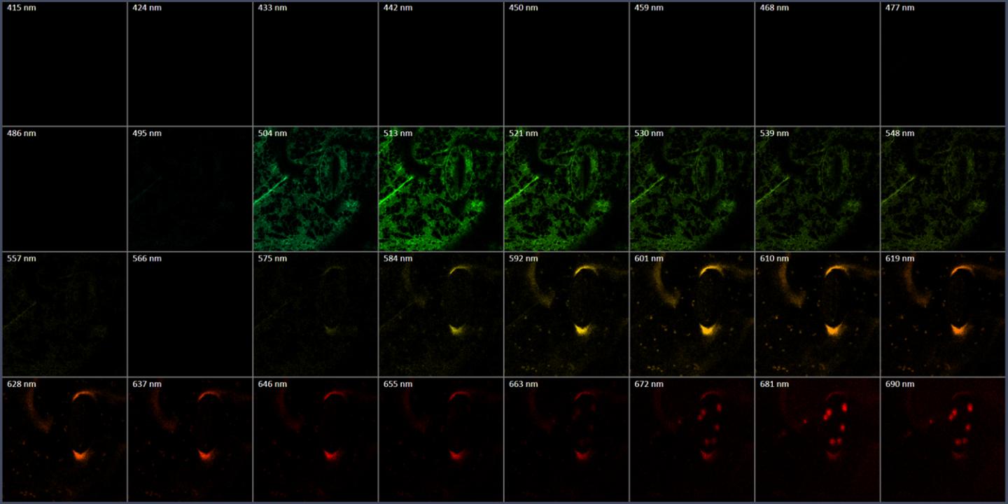 ZEISS LSM Spectral Multiplex | Multi-fluorescence imaging