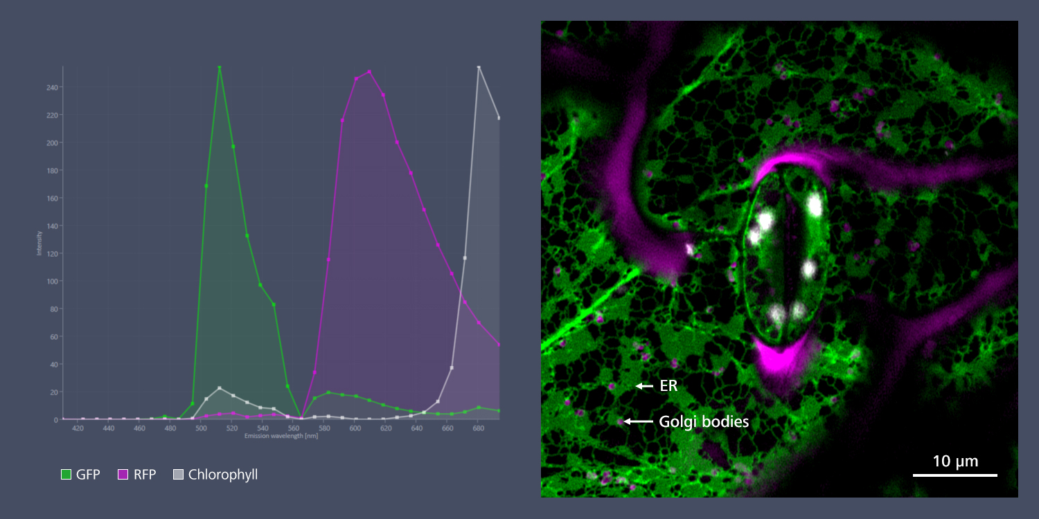 Left: Spectra of GFP (green), mRFP (pink) and chlorophyll autofluorescence (white) as defined from Lambda stack allow to immediately distinguish different labels and autofluorescence in the image, even whilst imaging, and to unmix these. Right: Unmixed and LSM plus processed image (green: GFP / ER, pink: mRFP / Golgi bodies, white: chlorophyll).