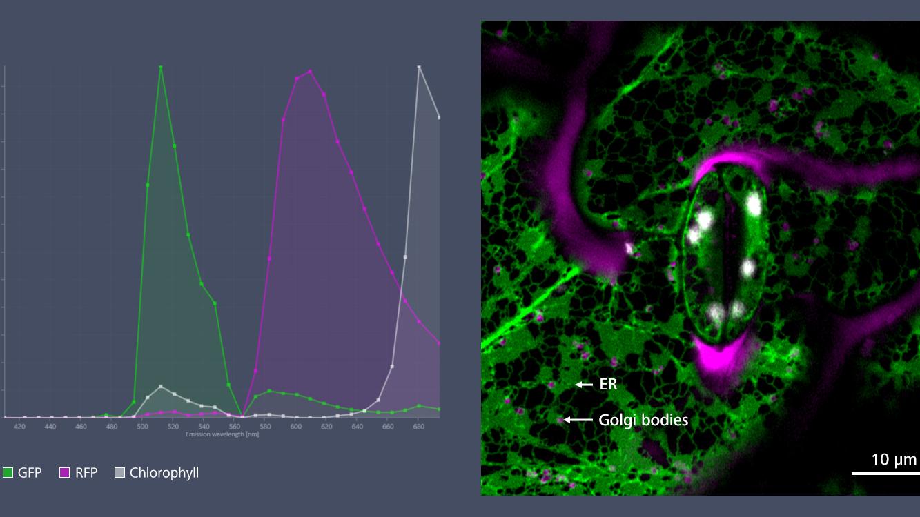 Izquierda: Los espectros de GFP (verde), mRFP (rosa) y autofluorescencia de clorofila (blanco) definidos a partir del lambda stack permiten distinguir inmediatamente los diferentes marcadores y la autofluorescencia en la imagen, incluso durante la captura de imágenes, y separarlos. Derecha: Imagen segregada y procesada con LSM plus (verde: GFP/ER, rosa: mRFP/cuerpos de Golgi, blanco: clorofila).