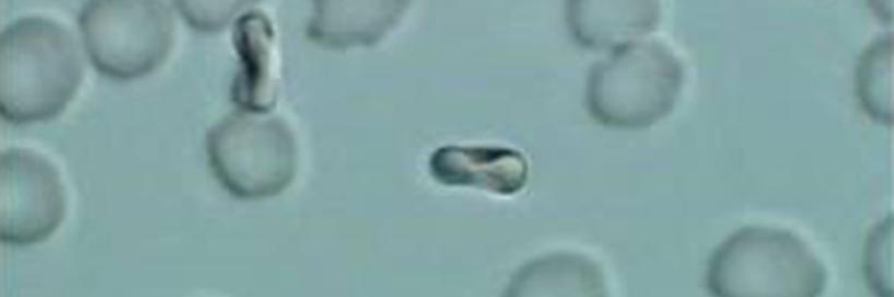 Two erythrocytes (red blood cells) “dance” under the control of the light