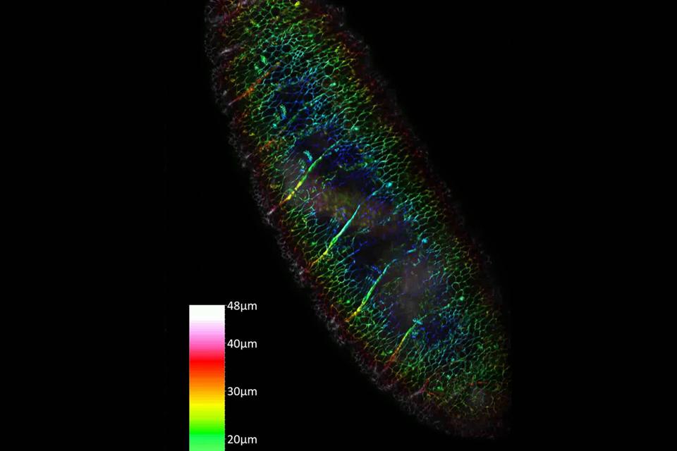 Farbkodierte Tiefenprojektion eines Drosphila-Embryos mit GPF-Markierung.