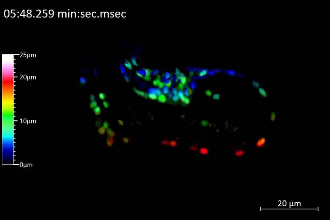 C. elegans embryo stained for nuclei. The movie shows a color-coded depth projection of the embryo. The embryo was imaged for 10+ minutes constantly; one volume every 700 msec. Imaged volume: 115 × 50 × 30 μm³. A total of 101.000 images was recorded; 101 volume planes for 1000 time points. Customer sample.