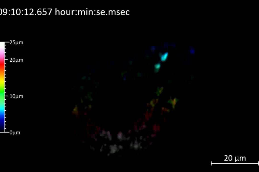 C. elegans embryo stained for nuclei. The movie shows a color-coded depth projection of the embryo. The embryo was imaged for 19+ hrs every 5 mins and can be observed going through its normal sleep-wake cycle. Imaged volume: 115 × 50 × 30 μm³. A total of 23,836 images was recorded; 101 volume planes for 236 time points. Customer sample.