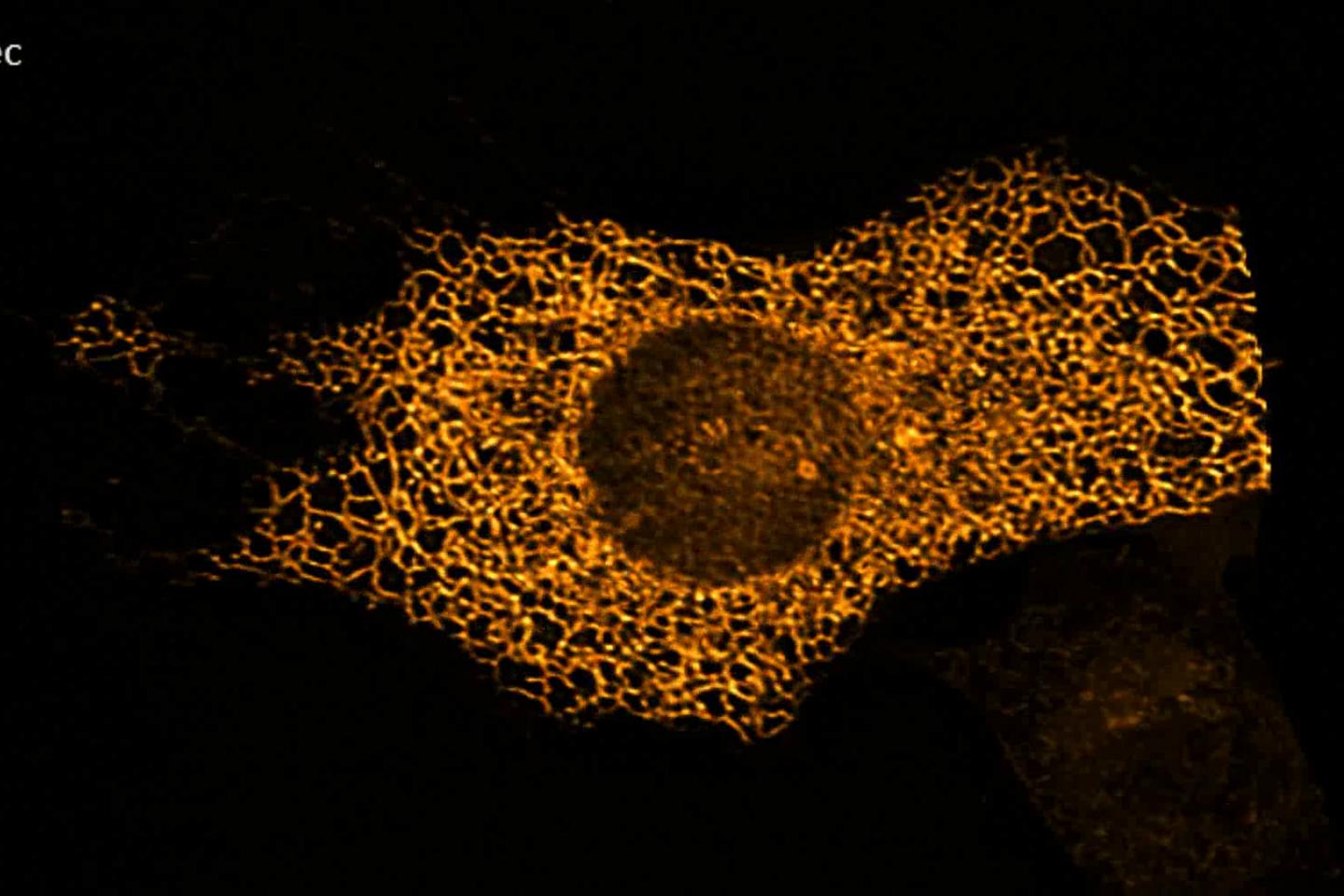 COS-7 cells transfected with ER-targeted StayGold fluorescence protein.