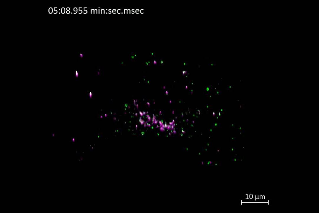 Cos7 cells transiently transfected with mEmerald-Rab5a and Golgi7-tdTomato