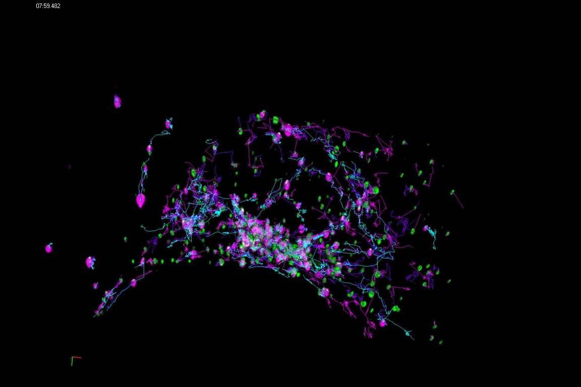 Cos 7 cells transiently transfected with mEmerald-Rab5a and Golgi7-tdTomato.