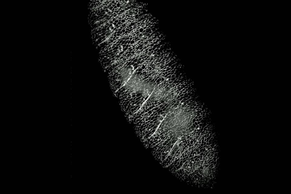 本视频展示了一个带GFP标记的果蝇胚胎随着时间推移而移动。共记录了91,100张图像；100个时间点的911个体平面。每15秒一个体积；成像时间25分钟，成像体积：300 × 455 × 145 μm³。