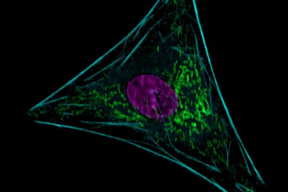 Time lapse movie showing dynamics of a U2OS cell stably expressing Actin-GFP (cytoskeleton, cyan).