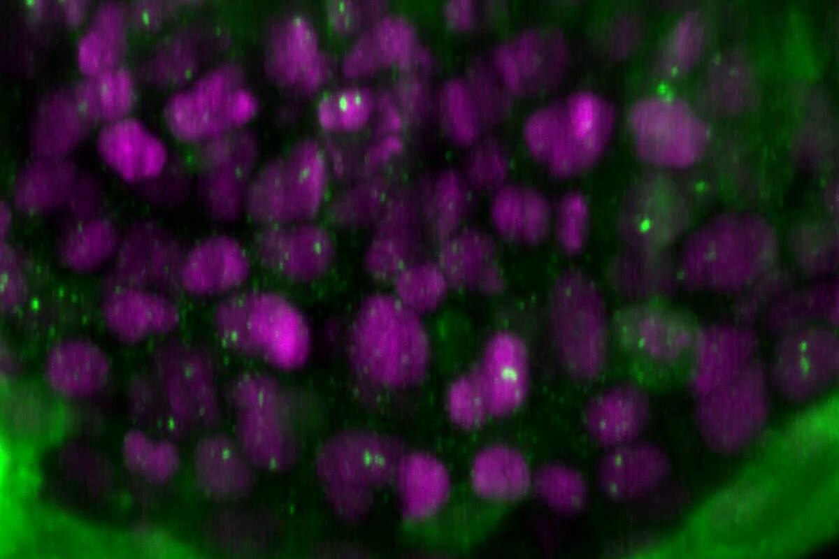High-speed movie of zebrafish embryo. Volumetric imaging of trafficking mRNA molecules (green). Nuclei are shown in magenta. Data is displayed as maximum intensity projection. One volume (86 × 80 × 12 μm3) was recorded every 2.5 sec. 