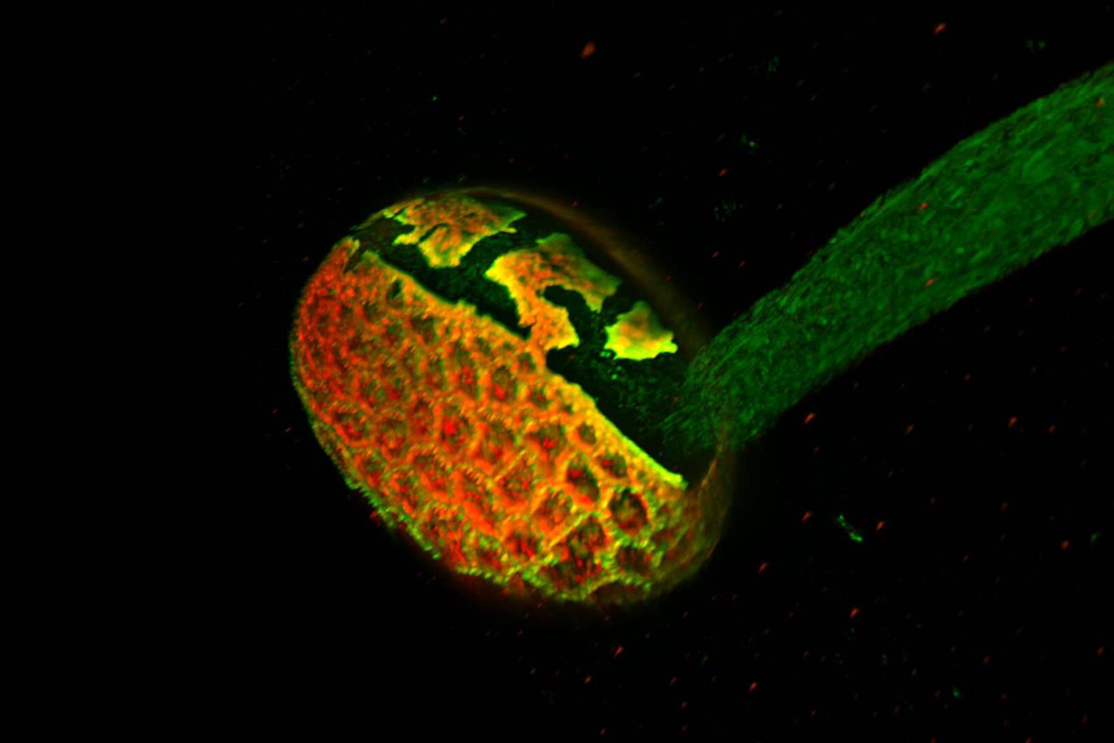 Pollen tube stained for mitochondria (MitoTracker Green, green) and Lysosomes (Lysotracker Red, red). Watch the pollen tube extend from the crack in the pollen grain (visualized by its autofluorescence). Mitochondria don't quite advance to the very tip of the pollen tube but stop a few microns before the tip. Rendering of the data set was performed in arivis Vision4D®. Sample: courtesy of R. Whan, UNSW, Sydney, Australia.