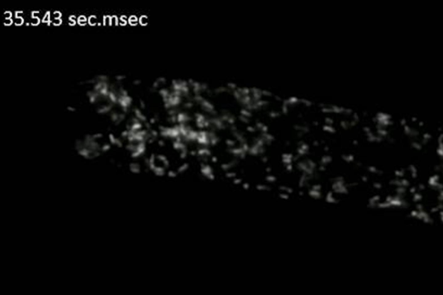 Watch mitochondrial dynamics inside the pollen tube. Mitochondria move towards the tip at the edges and back in the middle of the tube. While trafficking, mitochondria constantly fuse and divide for repair processes and to share and distribute biological molecules. Sample: courtesy of R. Whan, UNSW, Sydney, Australia.