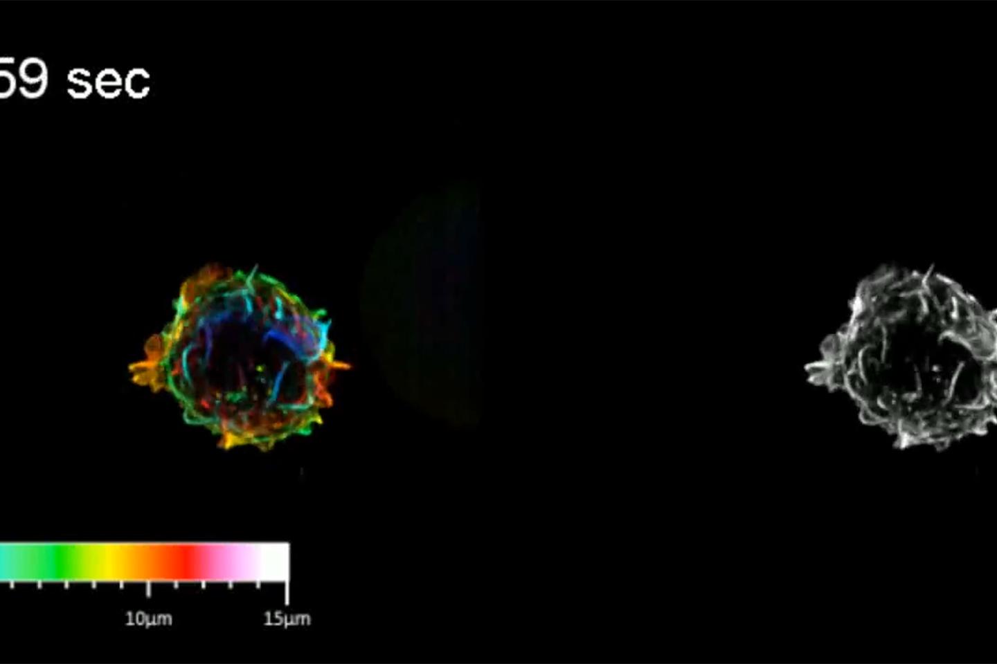 T Cell Expressing Lifeact-GFP