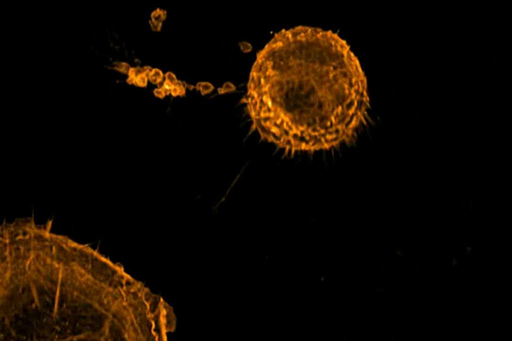 U2OS cell expressing Lifeact-tdTomato undergoing mitosis during continuous imaging.