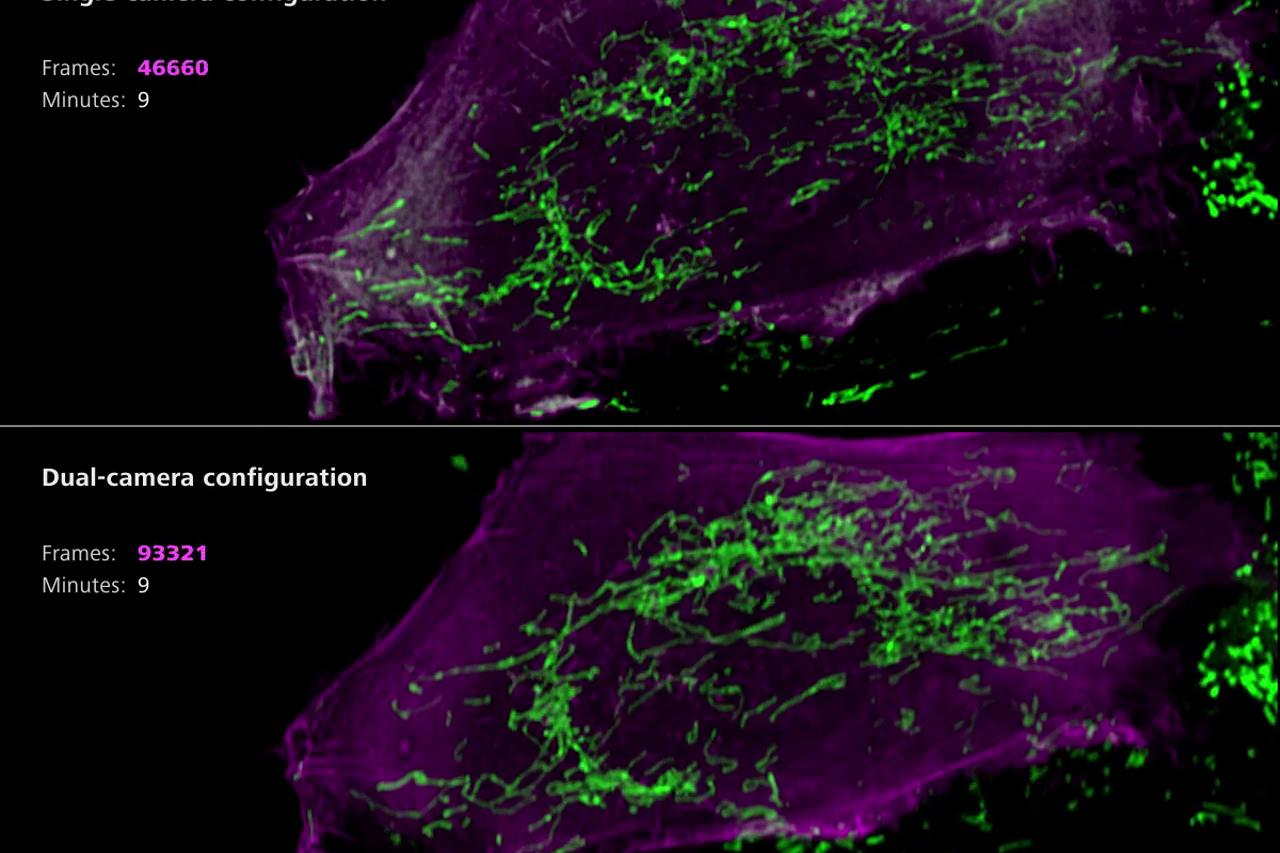 U2OS Cells Single and Dual Cam Comparison