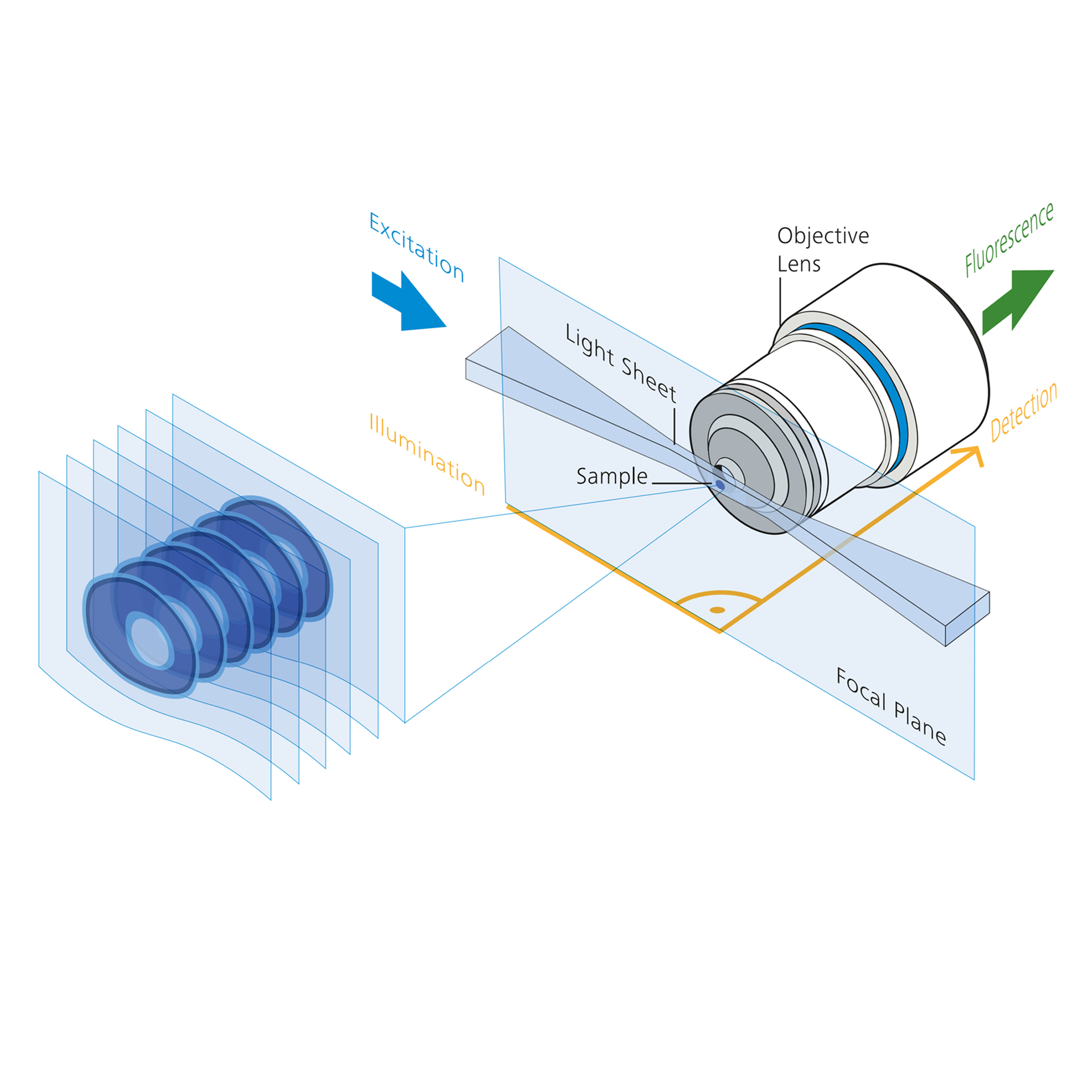 Principe de la microscopie à feuillet de lumière 