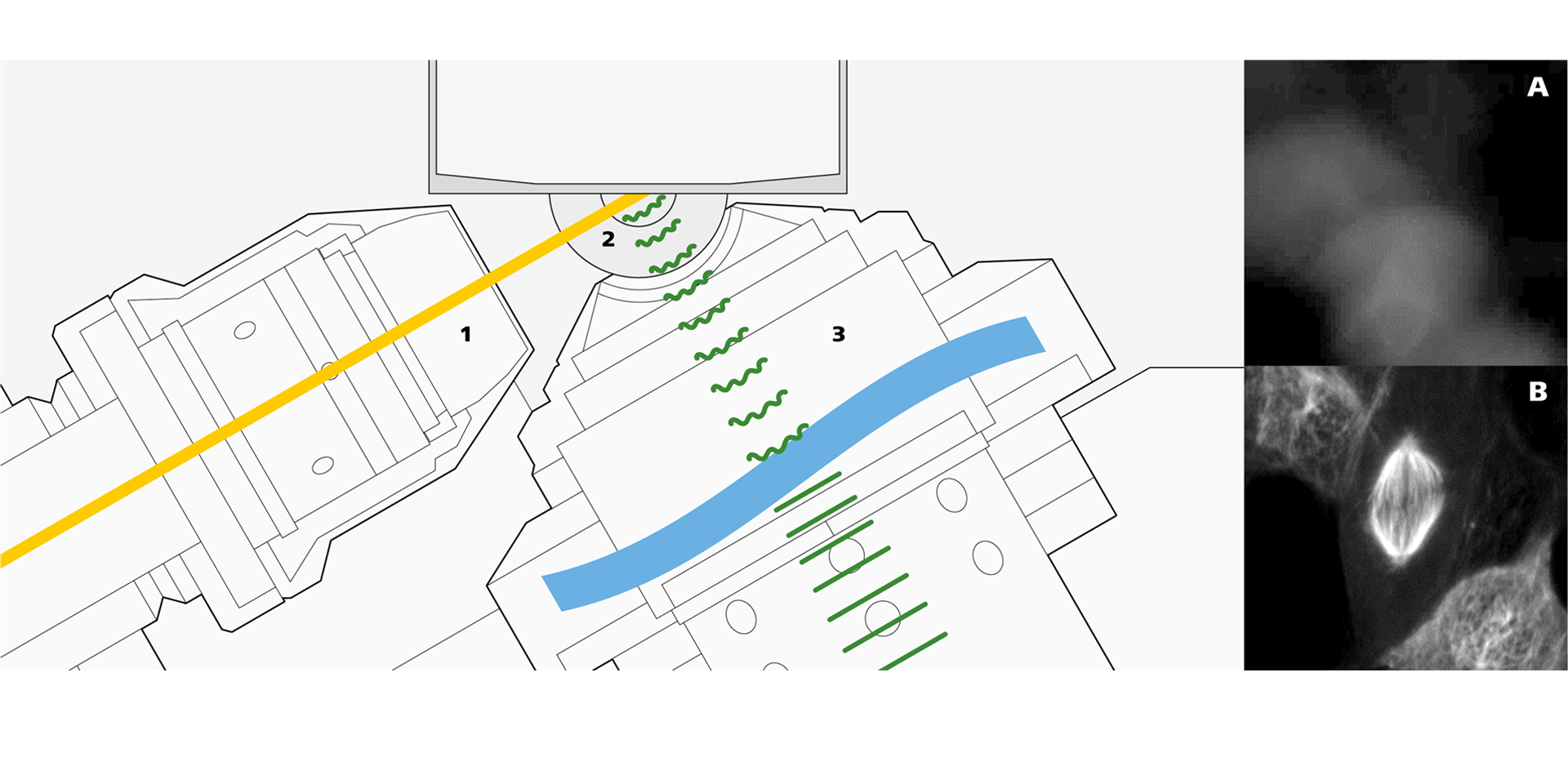 Schéma du porte-échantillon et du module optique de base avec objectif d'excitation (1), lentille ménisque (2) et objectif de détection à optique freeform (3). Les exemples représentent l'acquisition d'image sans (A) et avec correction des modifications de l'indice de réfraction (B).