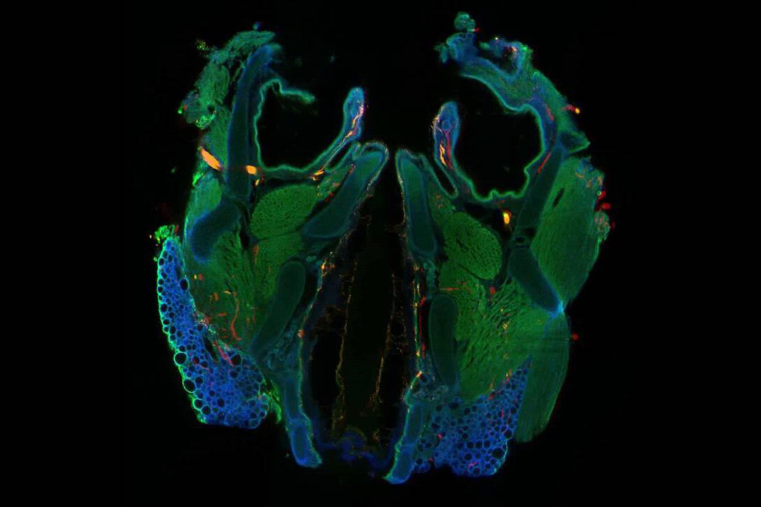 P10小鼠气管的三维数据集显示了力敏感神经纤维的解剖结构。