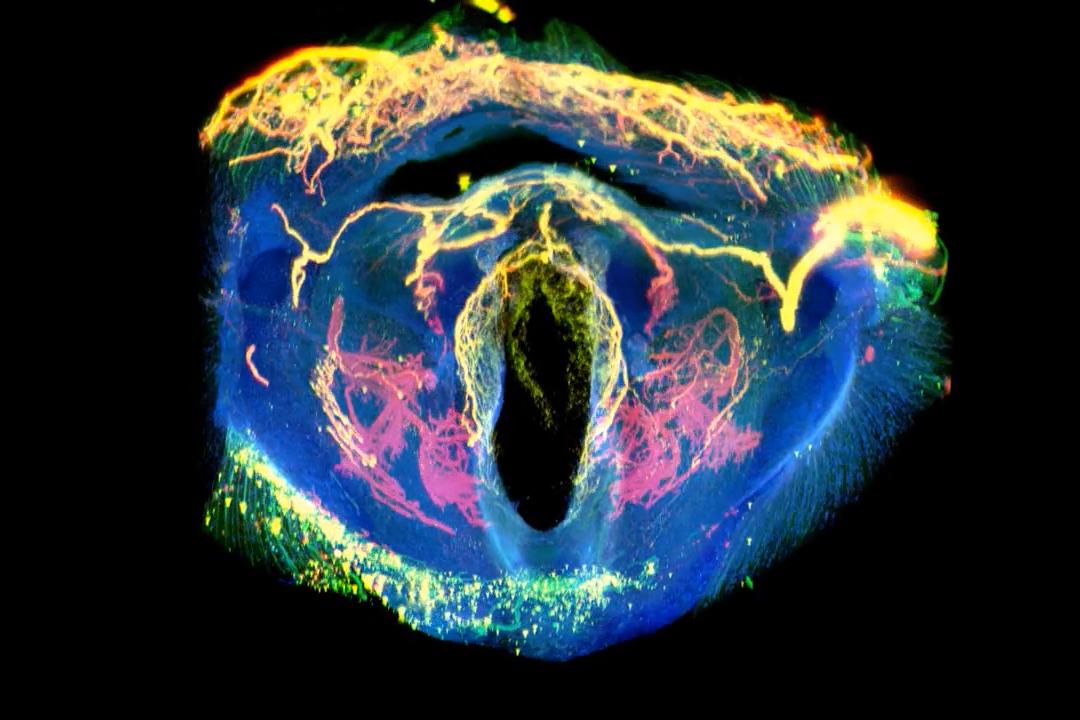 3D Data set of a P10 mouse trachea displaying the anatomical organization of mechanosensory nerve fibers.