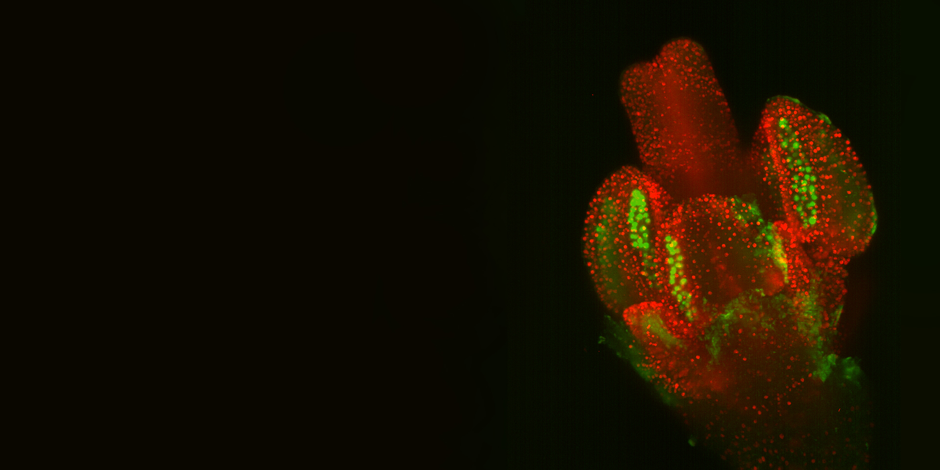 Développement de fleurs d'arabidopsis. Avec l'aimable autorisation du laboratoire Riha, CEITEC, Université Masaryk, Brno, République tchèque