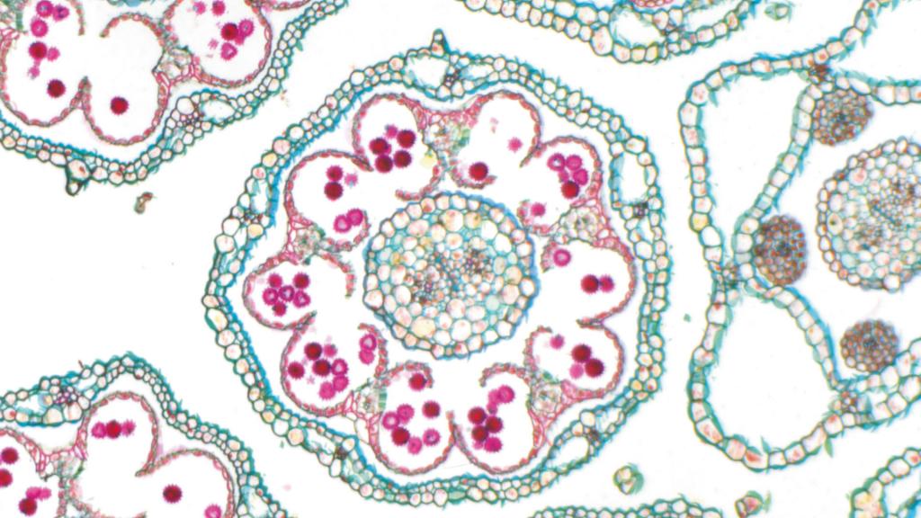 生物学アプリケーション向けZEISS Axio Zoom.V16