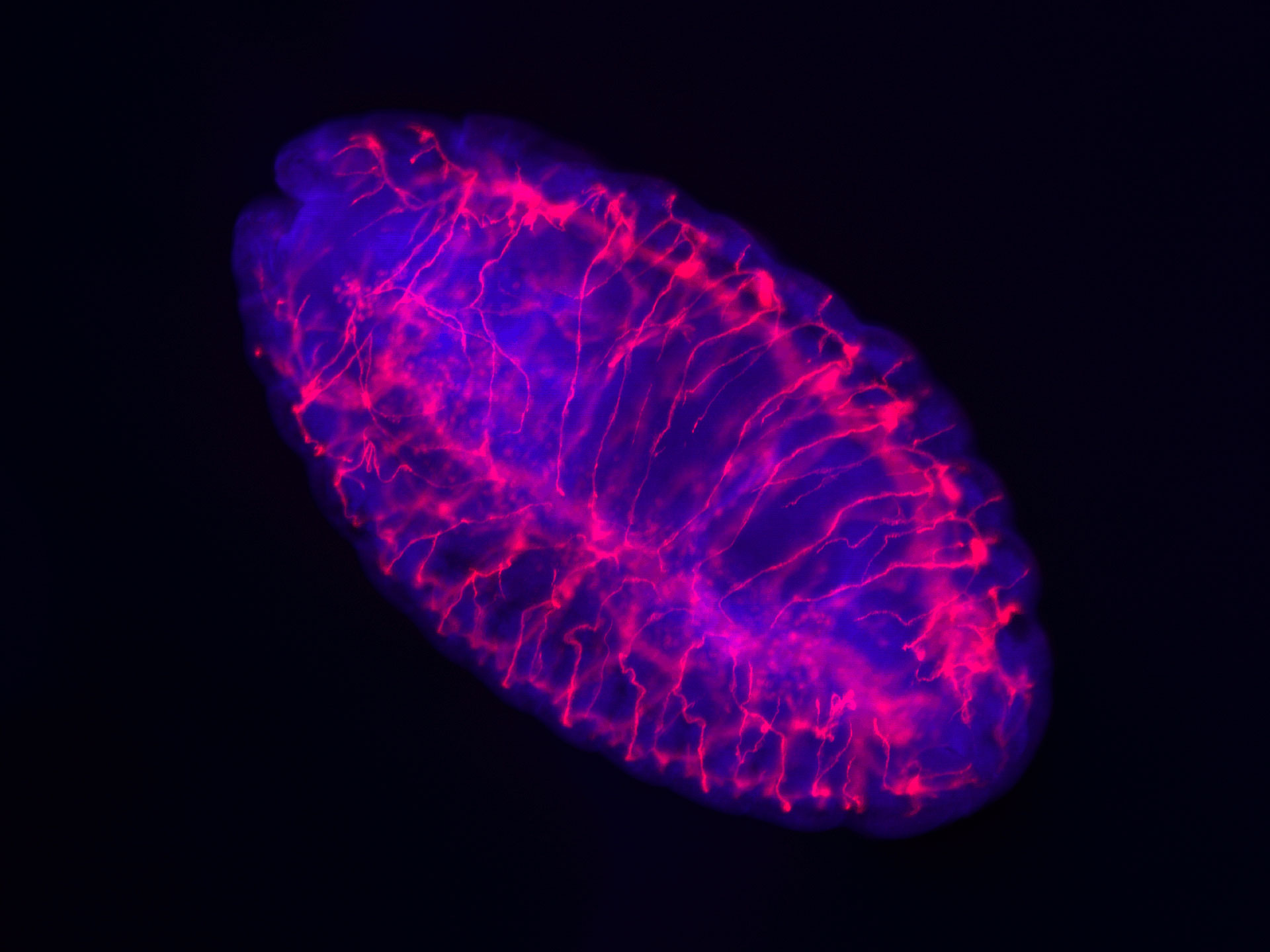 Image bicolore en fluorescence d'un embryon de drosophile