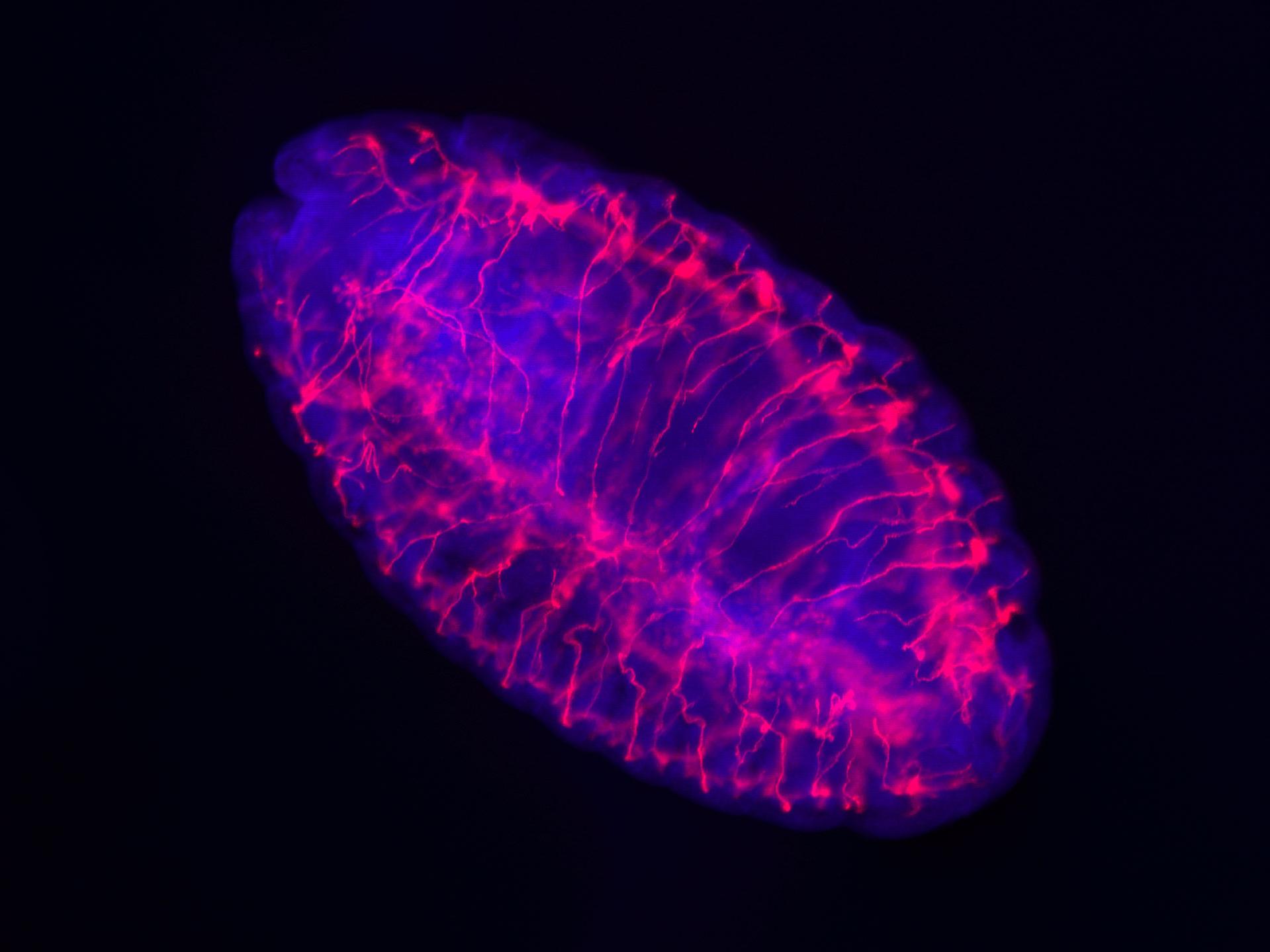 Imagen de fluorescencia en dos colores de un embrión de Drosophila