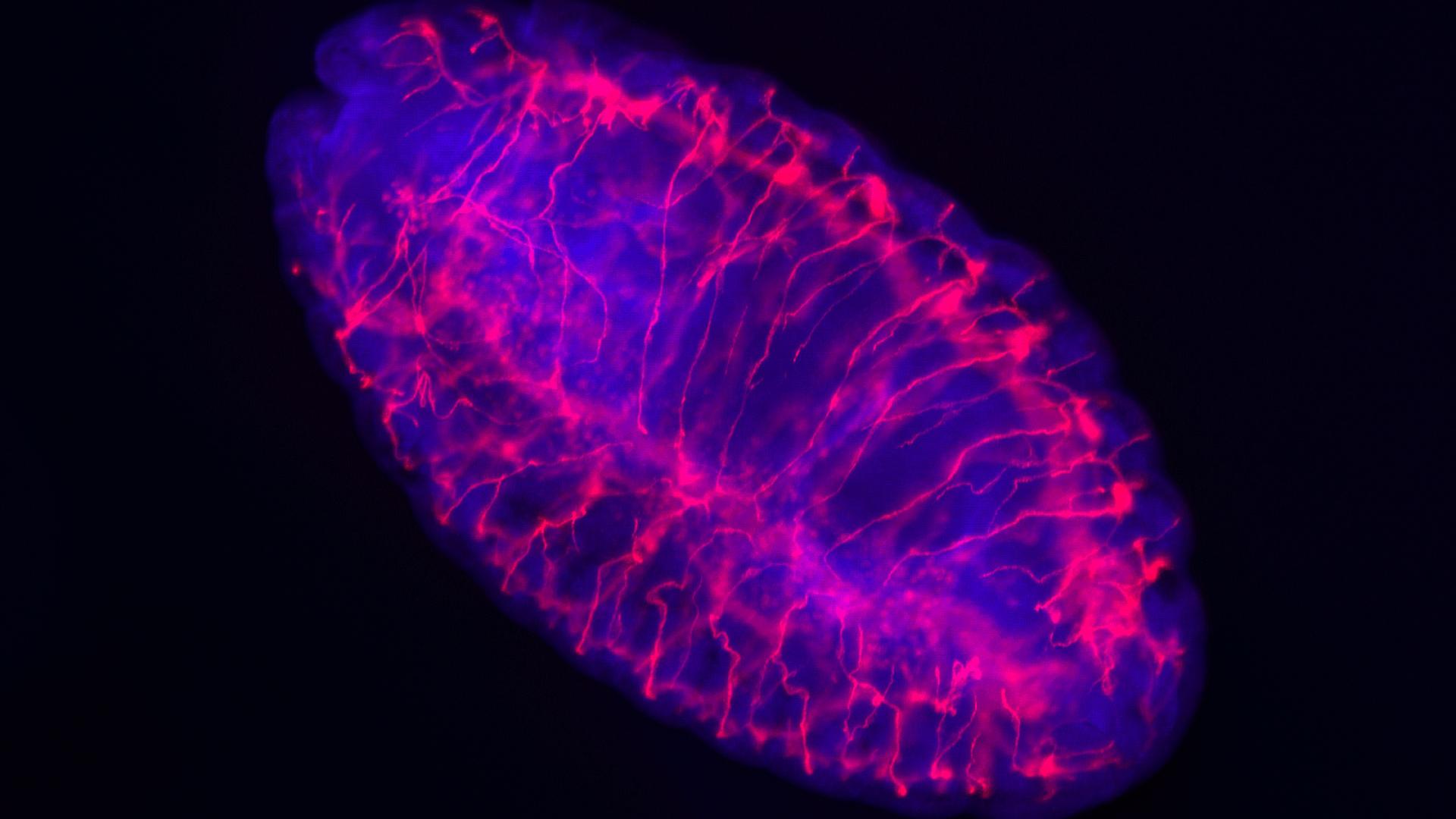 Imagen de fluorescencia en dos colores de un embrión de Drosophila