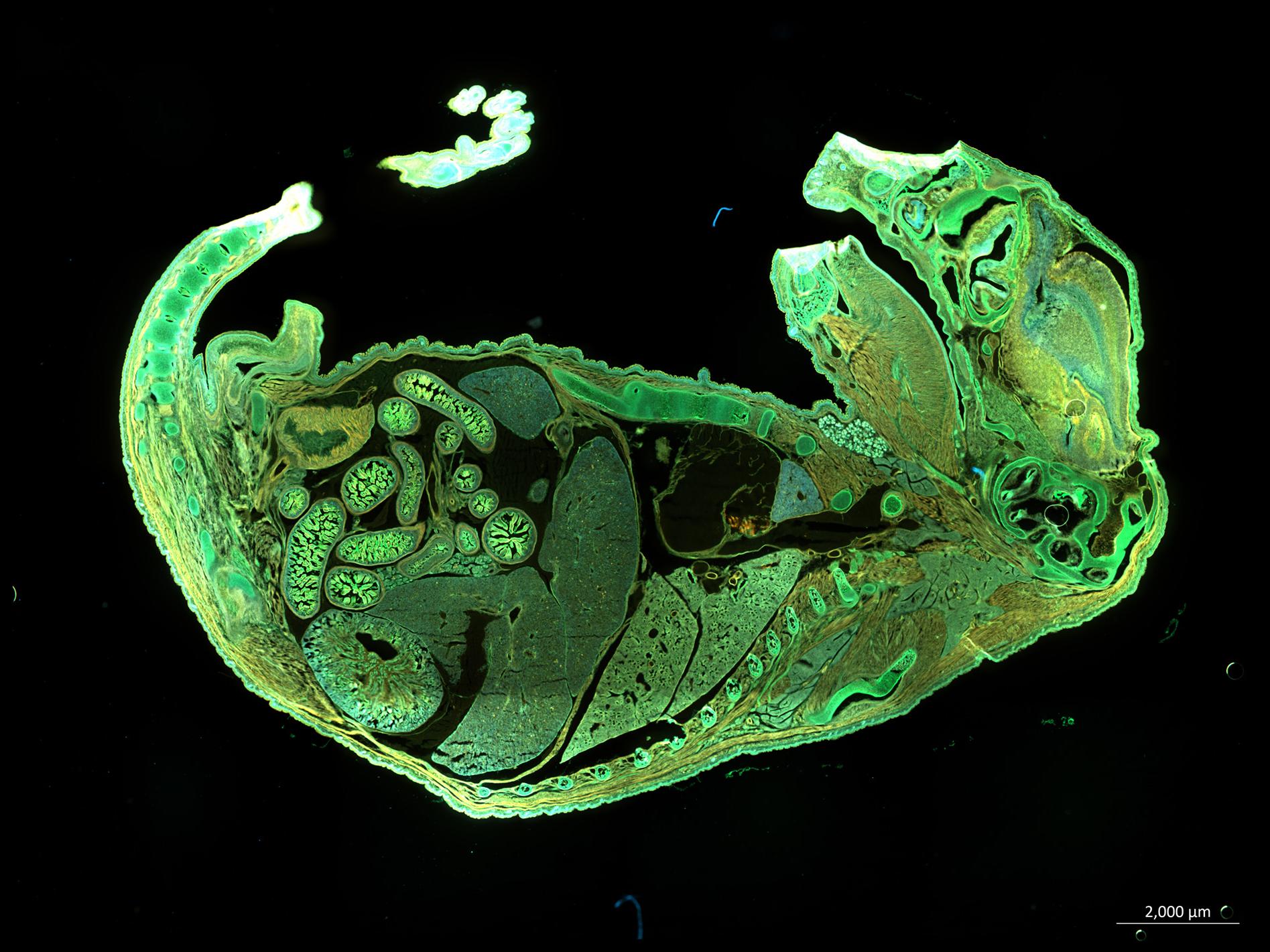 Fluorescence : Embryon de souris entier