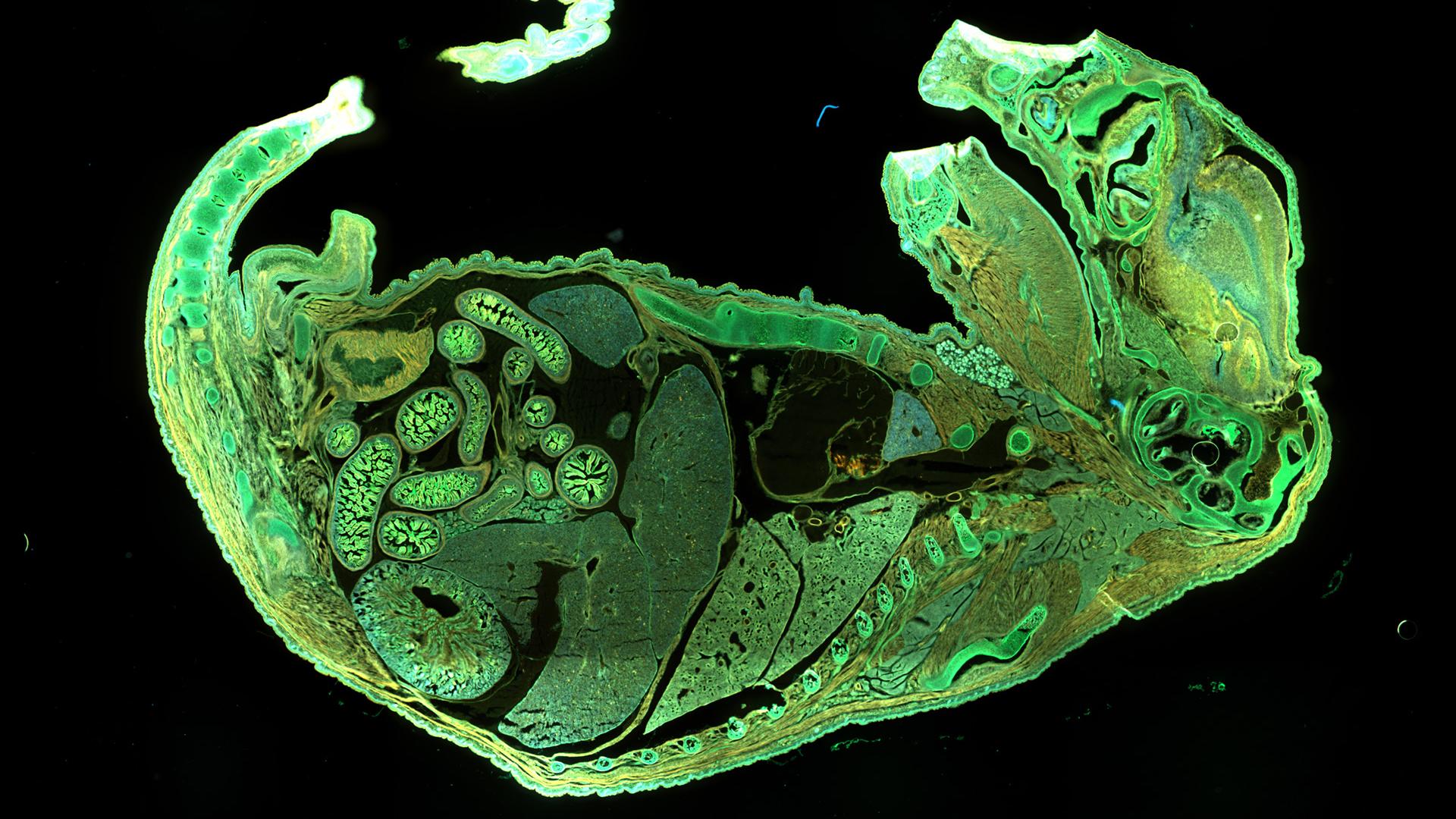 Fluorescencia: embrión de ratón entero