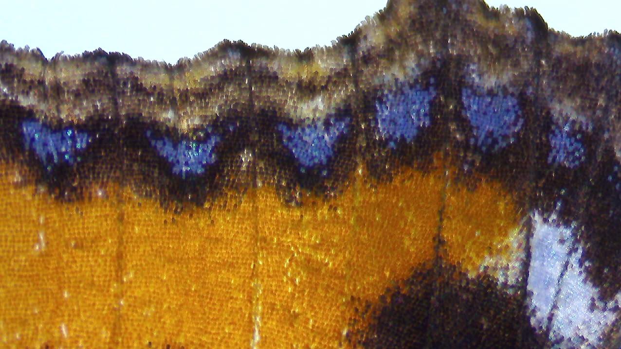 Butterfly wing in brightfield