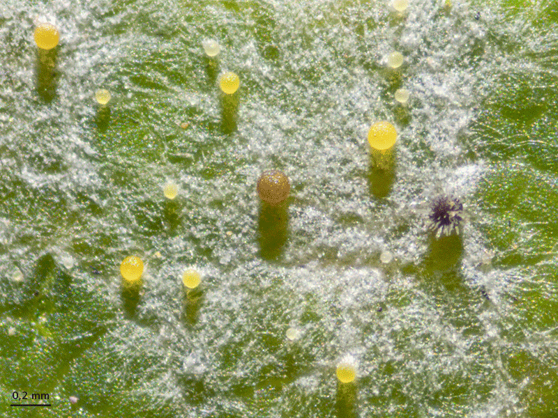 Erysiphaceae sur érable de Norvège, image capturée en lumière réfléchie, champ sombre