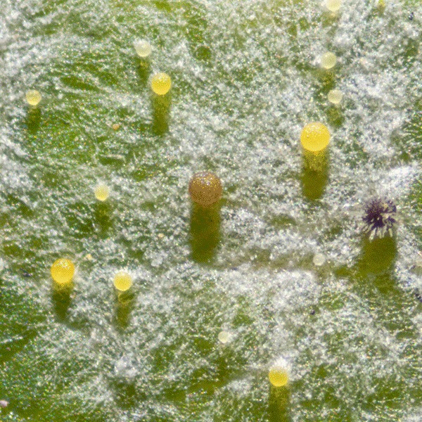 挪威槭上的白粉霉病，使用反射光采集，暗场